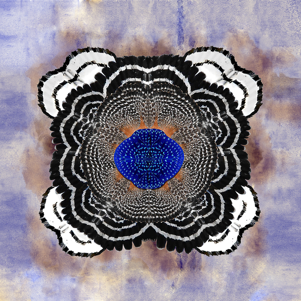 A Cascade of Plumage Print